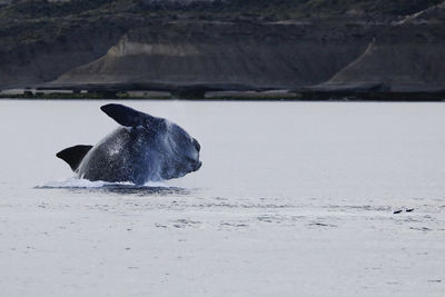Southern right whale, eubalaena australis, breaching in golfo nuevo, valdes peninsula, argentina