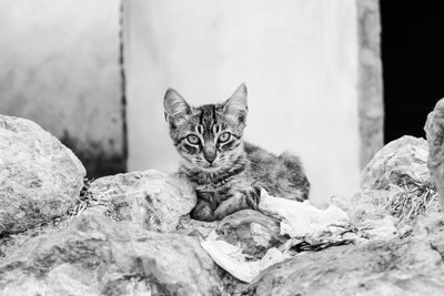 Portrait of cat relaxing on rock