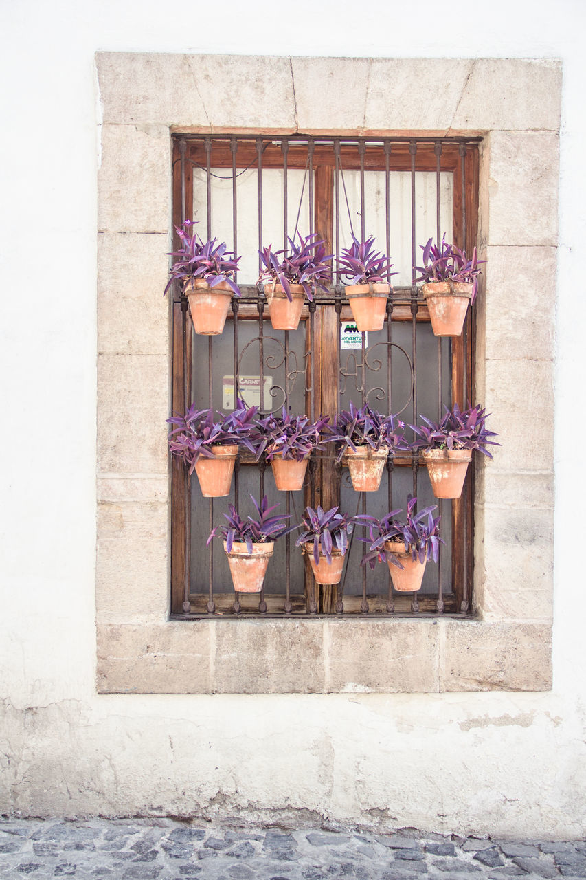 CLOSE-UP OF FLOWERS HANGING ON WALL