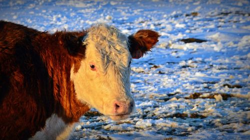 Close-up of cow in water