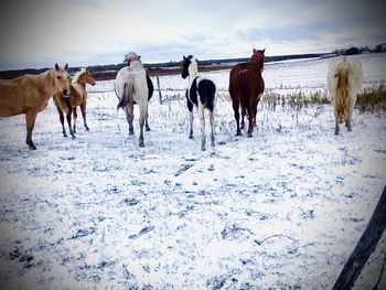 Horses standing in ranch on snow covered field against sky