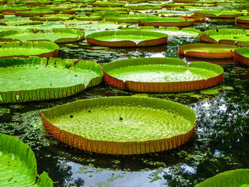 High angle view of lotus water lily in lake