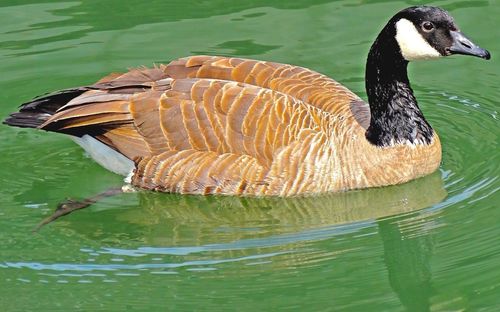 View of an animal in pond