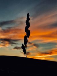 Close-up of silhouette plant against sky at sunset