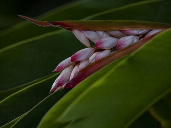 Close-up of flower buds growing outdoors