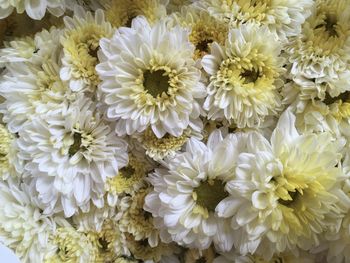 Close-up of white dahlia