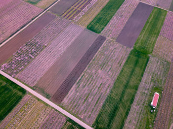 High angle view of agricultural field