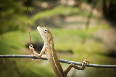 Close-up of a lizard on metal fence