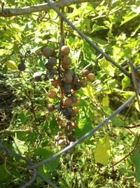 Low angle view of fruits on tree