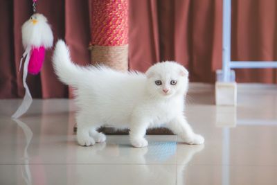 Portrait of white cat on floor at home