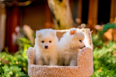 Close-up of puppies on scratching post