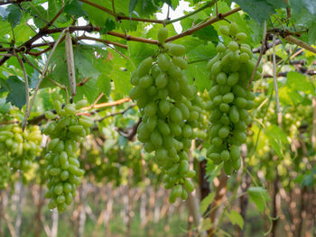 Close-up of berries growing on tree