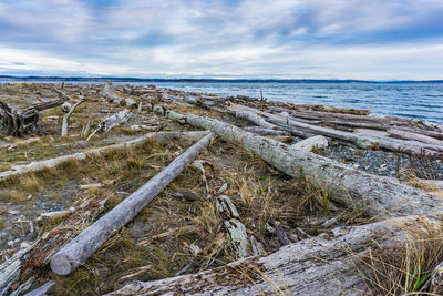 Driftwood lines the shore in port townsend, washington.