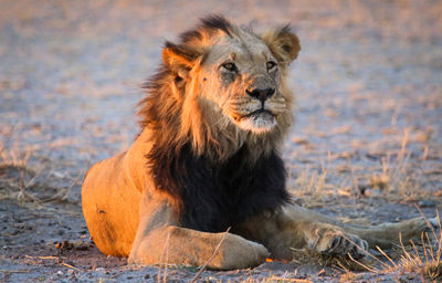 Portrait of lion