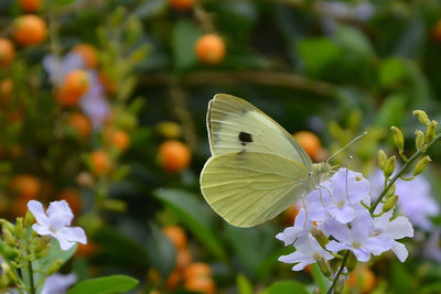 Close-up of butterfly pollinating on flower