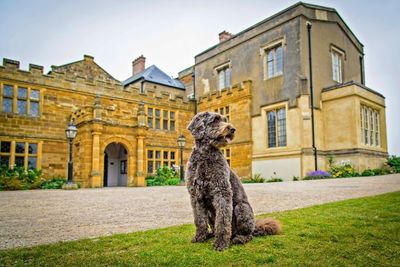 View of a dog sitting against building