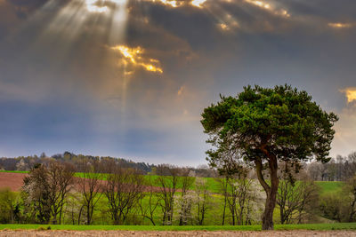 Trees on field against sky