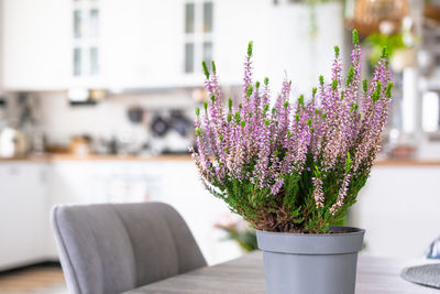 flowering plant