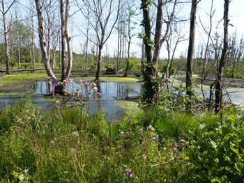 Scenic view of lake in forest