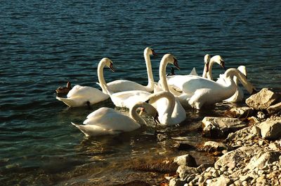 Swans swimming in lake