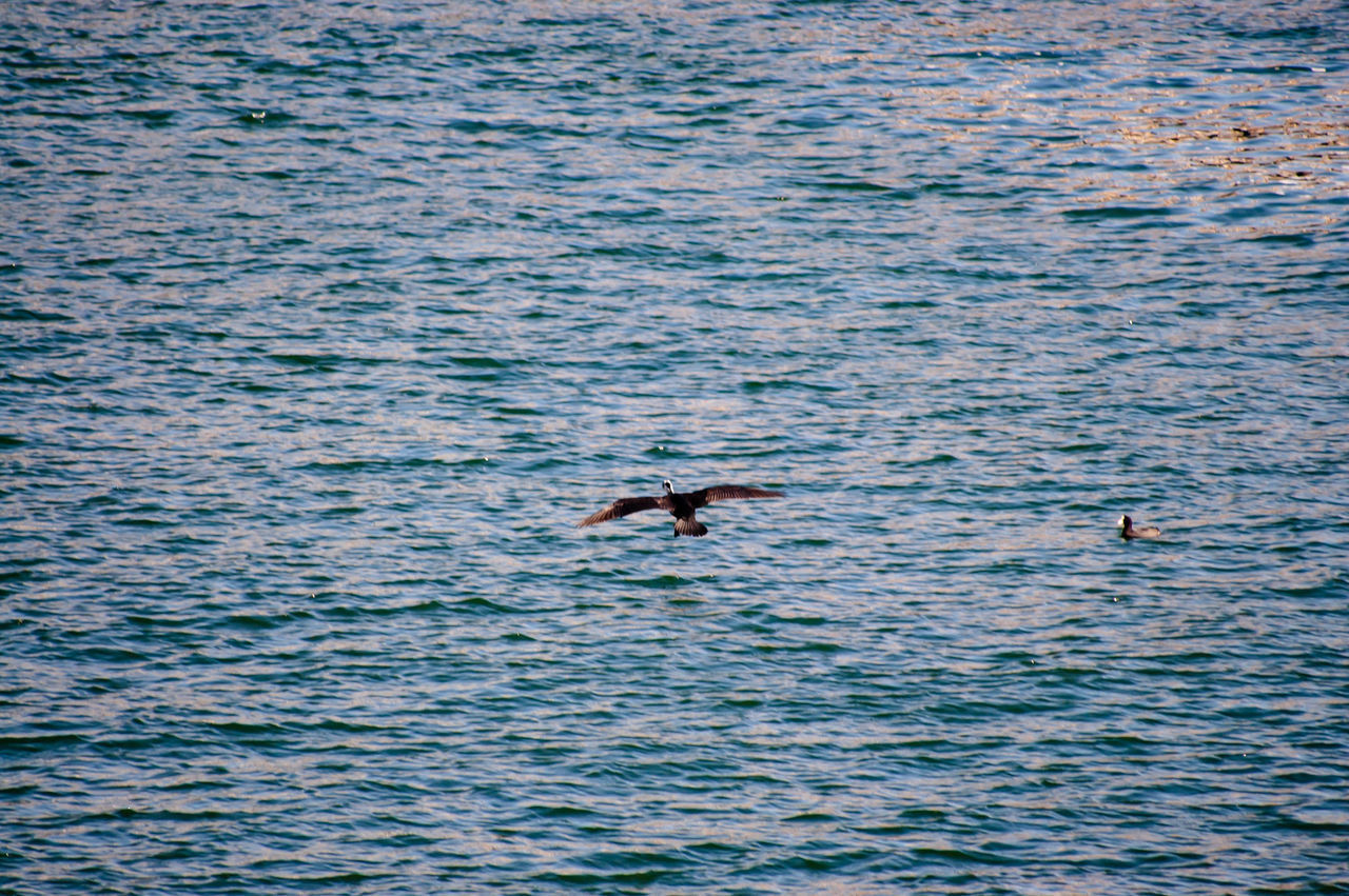 BIRDS FLYING OVER SEA