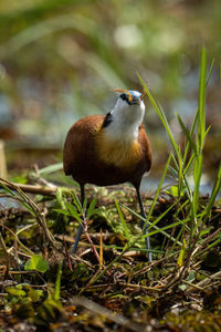 Close-up of bird perching on field