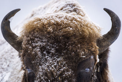 Close-up of a horse