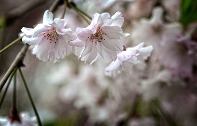 Close-up of cherry blossom
