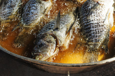 High angle view of fish in container