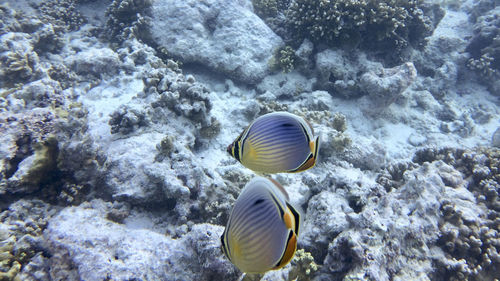 View of fish in sea