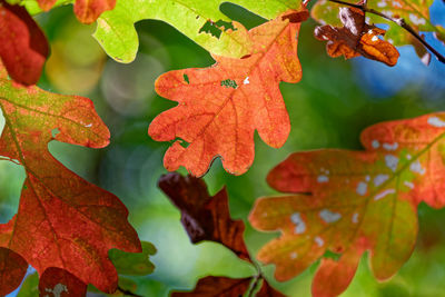 leaf