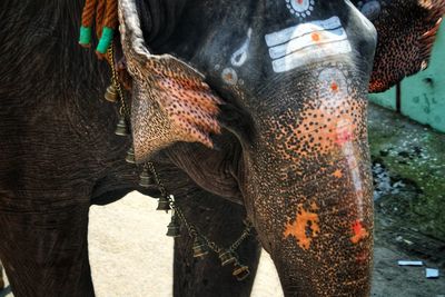 Close-up of elephant on road