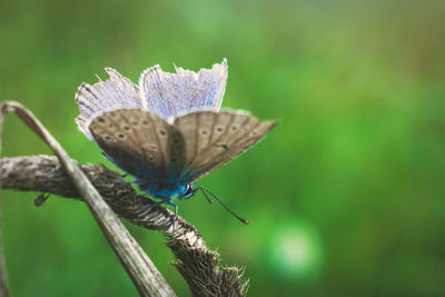 Close-up of butterfly on flower