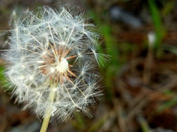 Close-up of dandelion