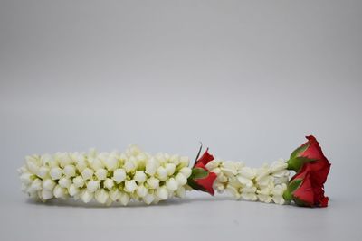 Close-up of various flowers against white background