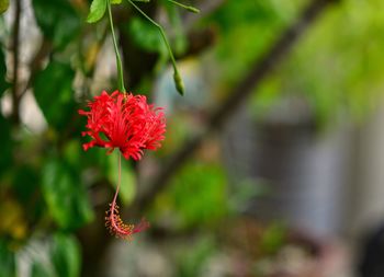 Close-up of red hibiscus blooming outdoors