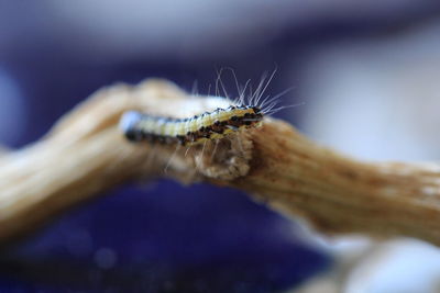 Close-up of spider