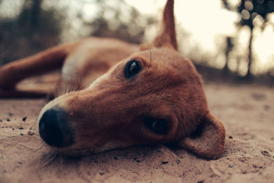 Close-up of a dog looking away