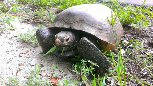 High angle view of gopher tortoise on field