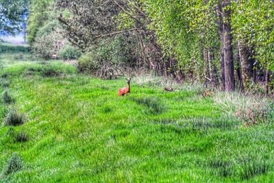 Bird on grassy field