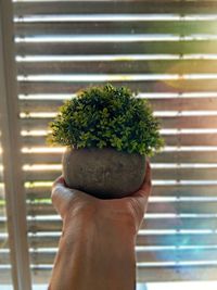 Close-up of person holding potted plant