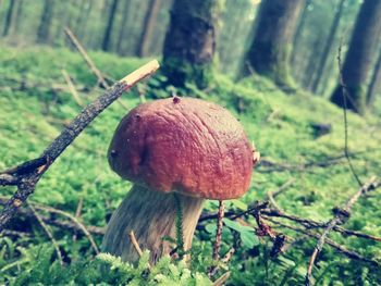 Close-up of mushrooms growing in forest