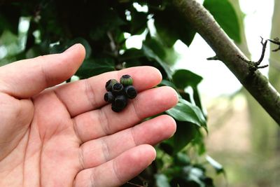 Close-up of hand holding berries