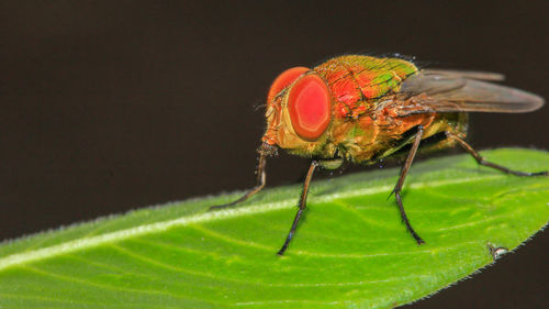 Close-up of insect on leaf