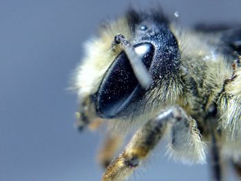 Close-up of insect on plant