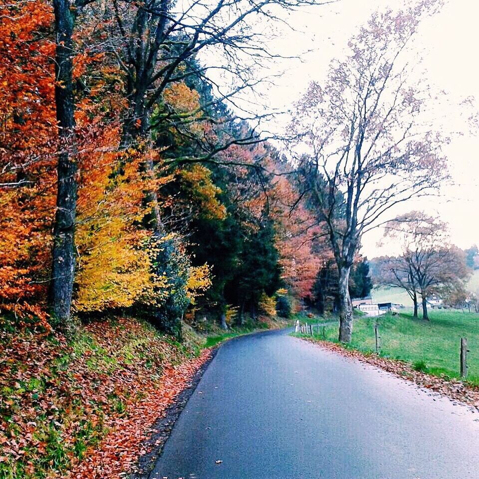 the way forward, tree, road, diminishing perspective, autumn, tranquility, transportation, vanishing point, tranquil scene, nature, country road, branch, bare tree, change, empty road, beauty in nature, scenics, season, street, sky