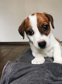 Portrait of puppy relaxing at home