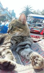 Cat resting on tiled floor