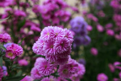 Close-up of pink flowering plant