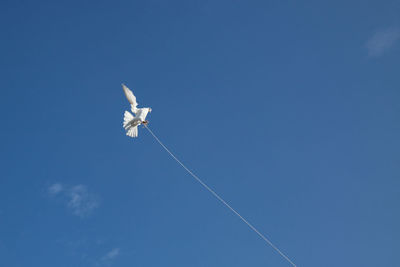 Low angle view of bird flying in blue sky